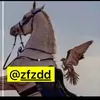 fahhad1212