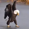 asimil7