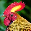 roostersaga