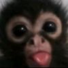chitzandgiggles_