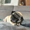 seniorpug_ny