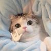 uwoboo13