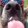 pnwpaws