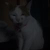 pneycdpyo