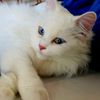 tonykitty2