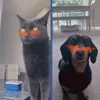 i_love_dachshunds