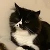 daomatongg