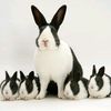 gifted_rabbit_farm