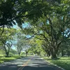 fiobilingavl3