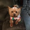yorkiemom65