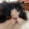 milothegrumpycat
