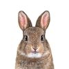 dustbunnies2013
