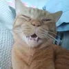 chatpopo