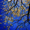 rosamaria567gmailcom