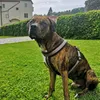 tamaflo
