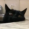 lollatheblackcat