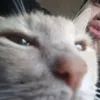 clino_humite01