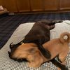 yourfavdogaccount