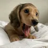 ladyminidoxie