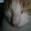lucastomero123