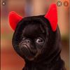 evilpug