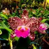 cattleya.025