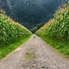 themiddlepath2
