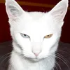 bowiechoupi