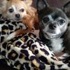 kristensdogs
