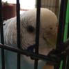 luna_the_budgie