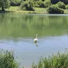 pytie0