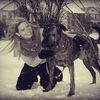 Rescue Dog Army