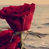 user8114246159059