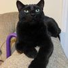 ogkittycommittee