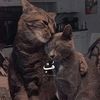 user597230404