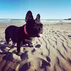 lluna_frenchie09