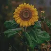 blesseed018