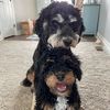 jazzthegoldendoodle