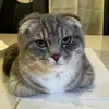 shapa_xra