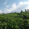 kayanaaglis