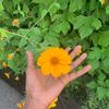 dharmie_mawuton