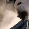 monkeydiluffy100
