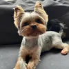 lunatheyorkiegirl