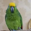made_italy2