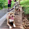 pittcacaubull