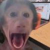 fbi_monkey27