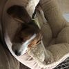 beagleskyjj