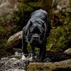 canecorsokrakn