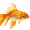 thelivingfish