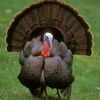 turkeylurkey26